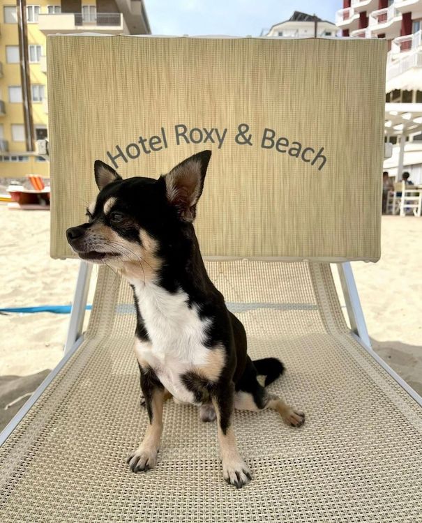 Vacanza pet friendly nella nostra SPIAGGIA PRIVATA