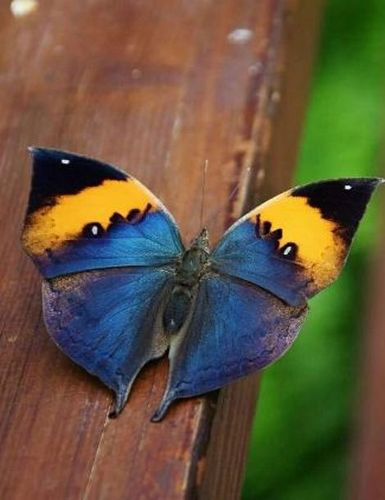 PERCORSO BIKE - DA CESENATICO ALLA CASA DELLE FARFALLE DI CERVIA