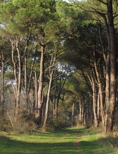 PERCORSO BIKE - DA CESENATICO AL LIDO DI DANTE ATTRAVERSO LE PINETE